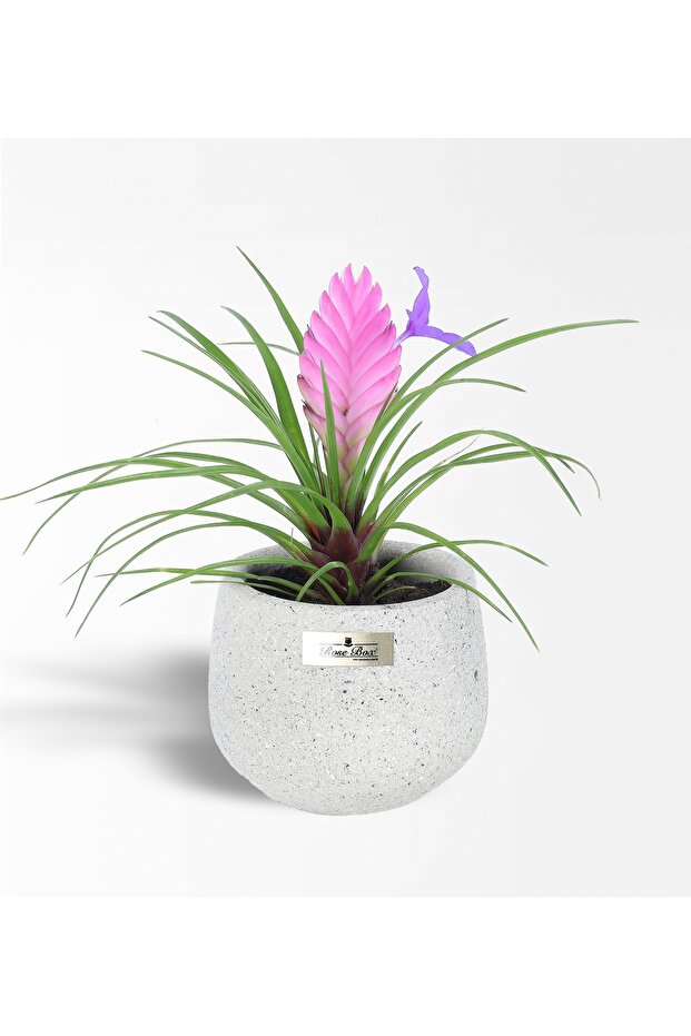 Tilandsia