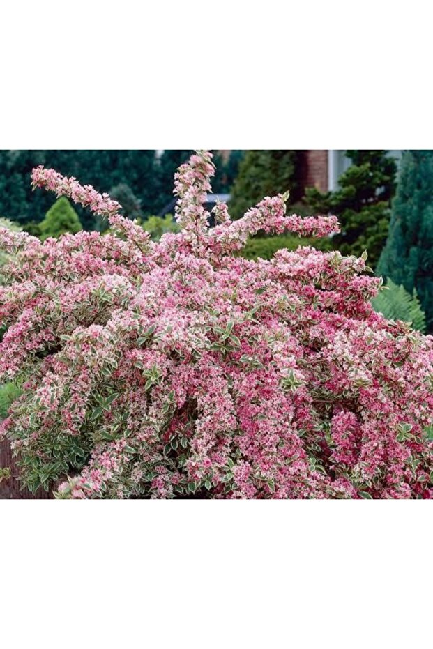 Vagelya çiçeği tüplu - 1