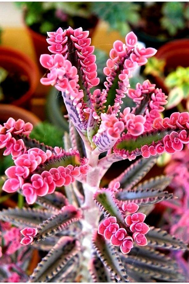 Pembe Aşkın Gözyaşı Çıcegi 5.5 Cm Saksıda 5-15cm Degişen Boyutta - 1