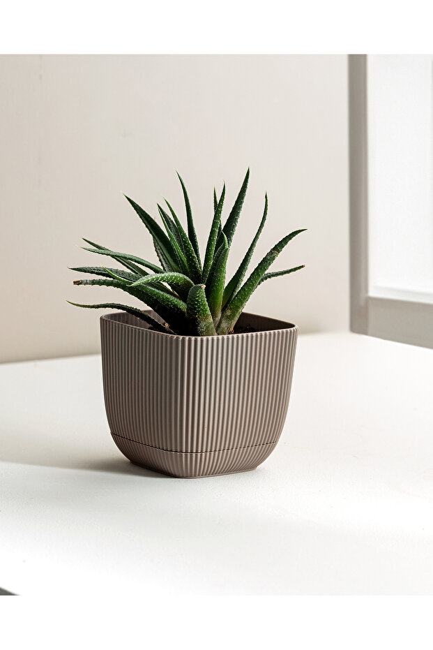 Abella Saksı 270 ml - 2