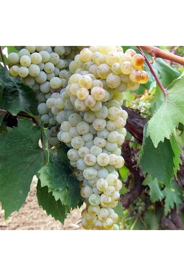 2 Yaş Üzüm ve Sarma İçin Taze Yapraklarıyla Mükemmel fidanı- Kınalı Yapıncak (Vitis Vinifera) - 1