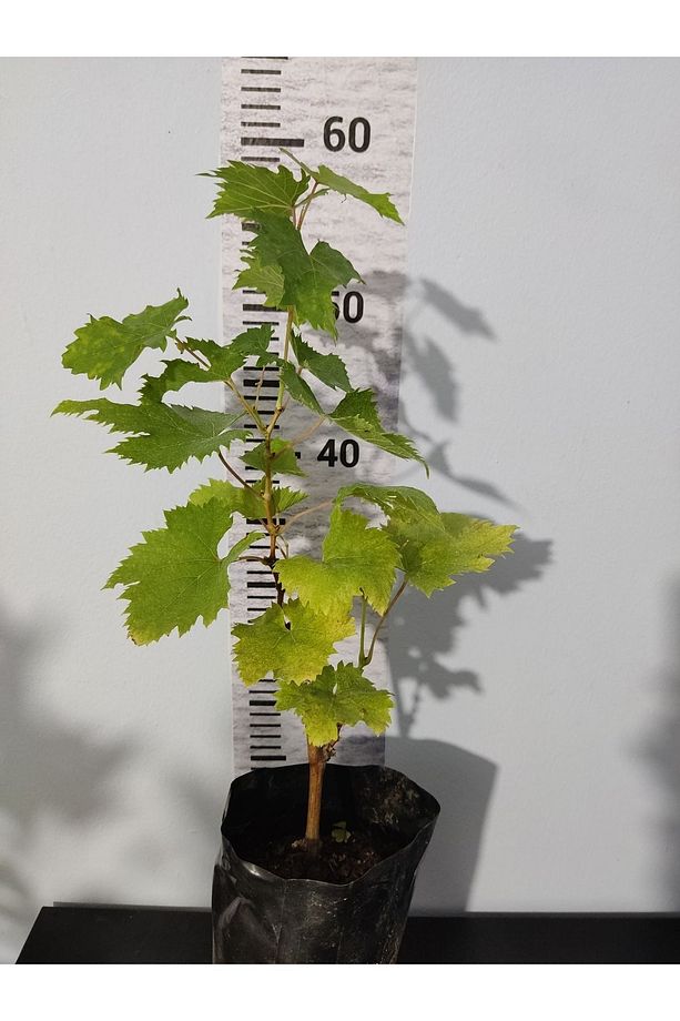 2 Yaş Üzüm ve Sarma İçin Taze Yapraklarıyla Mükemmel fidanı- Kınalı Yapıncak (Vitis Vinifera) - 4