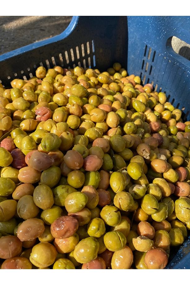Yeşil Kırma Zeytin 4 Adet 5 Litrelik Pet Şişe ( Net : 14 Kg ) - 8