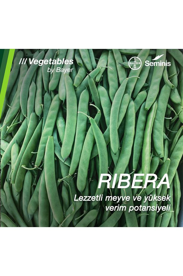 Ribera oturak taze fasulye tohumu 1 kg - 1