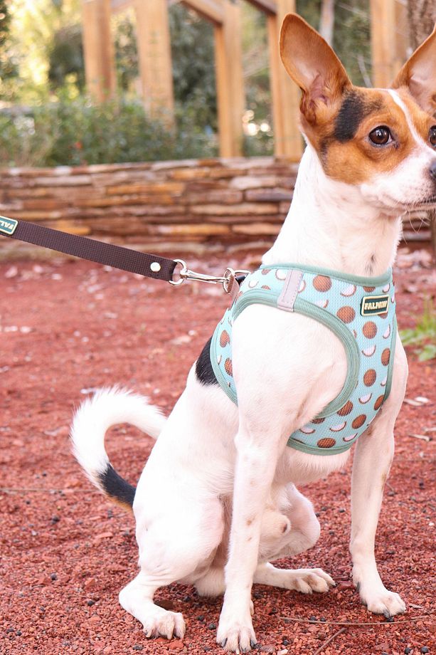 Köpek Göğüs Tasma Seti Ayarlanabilir Gezdirme Kayışı Eller Serbest Coconut Desenli - 4