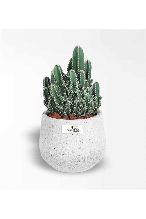 Arizona Cereus Kaktüs