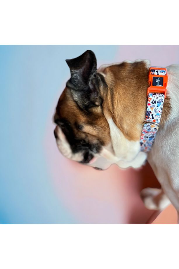 White Bone, Köpek Boyun Tasması, Köpek Gezdirme Kayışı Set, - 7