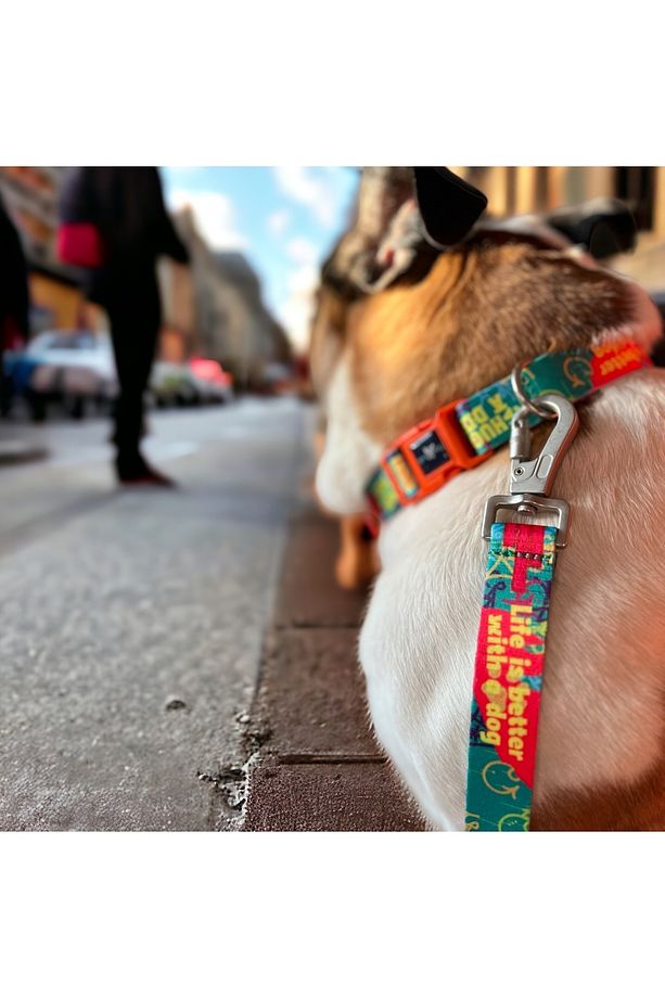 Yeşil, Köpek Gezdirme Kayışı, Köpek Gezdirme Tasması, Recycled, Geri Dönüştürülmüş - 5