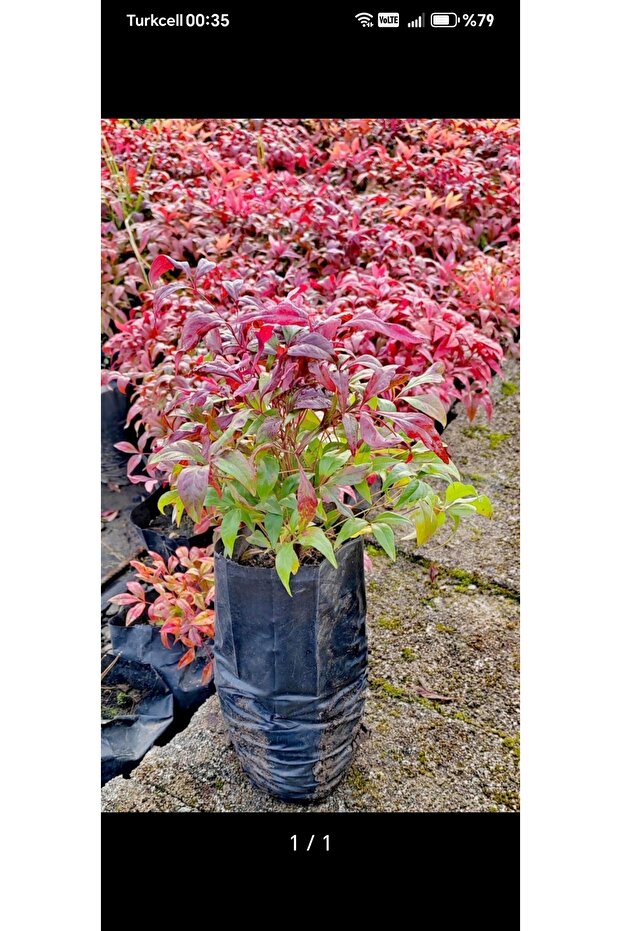 Nandina Tüplu - 1