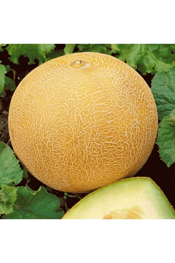 Yoğun Kokulu Kokulu Gali Tipi  Ananas Kavun Fidesi(5 adet) - 1