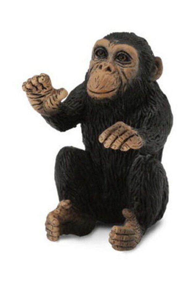 Šimpanzí mládě - volný střih - 1