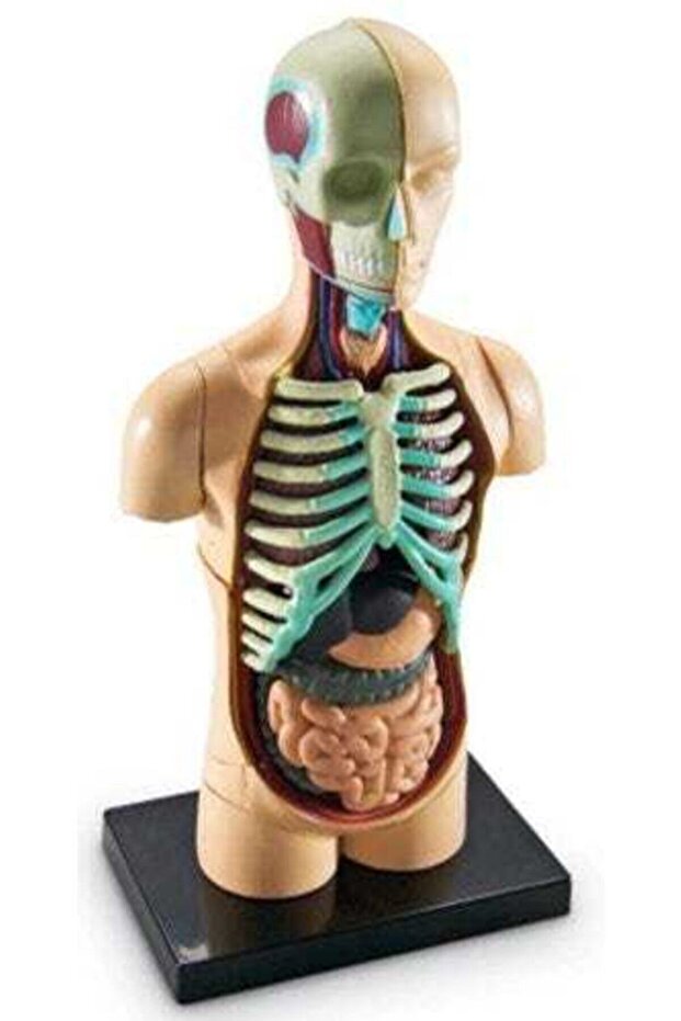 Model lidské anatomie - 2