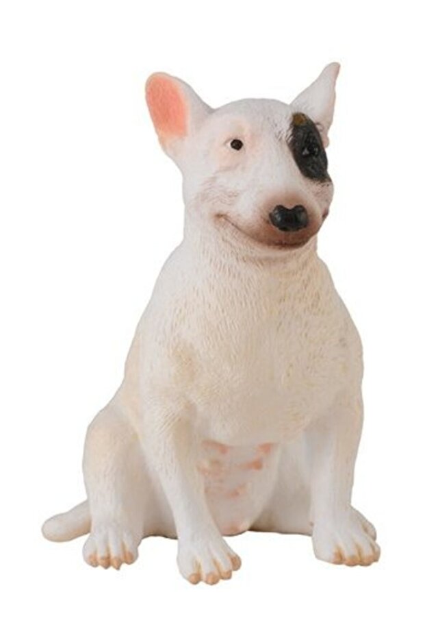 Bulteriér - Sučka (m) - 1