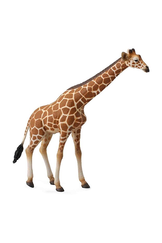 Somali Giraffe - 1