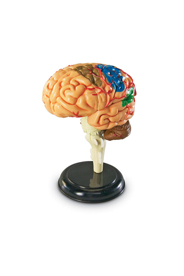 Human Brain Model - 5
