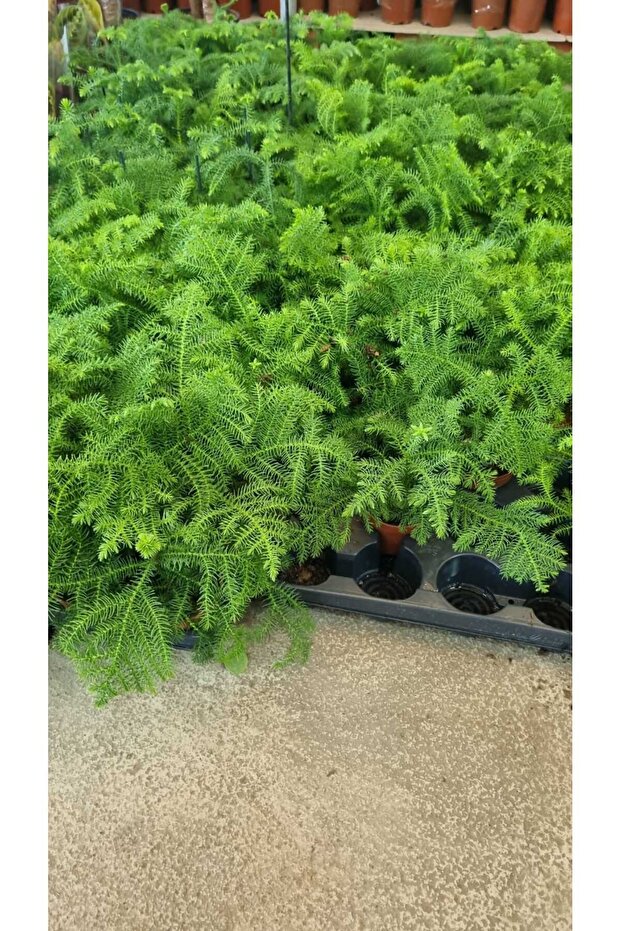 aracorya(salon çamı) - 2