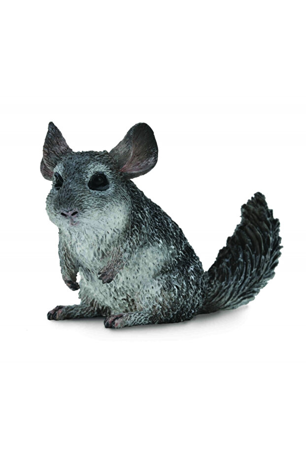 Chinchilla cu coadă lungă - 2