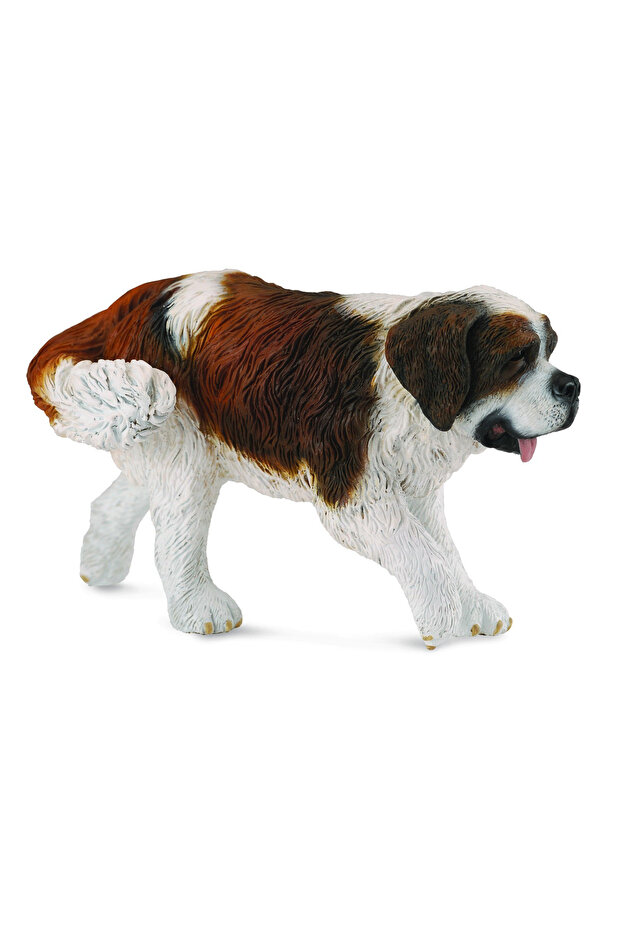 Saint bernard - - 2