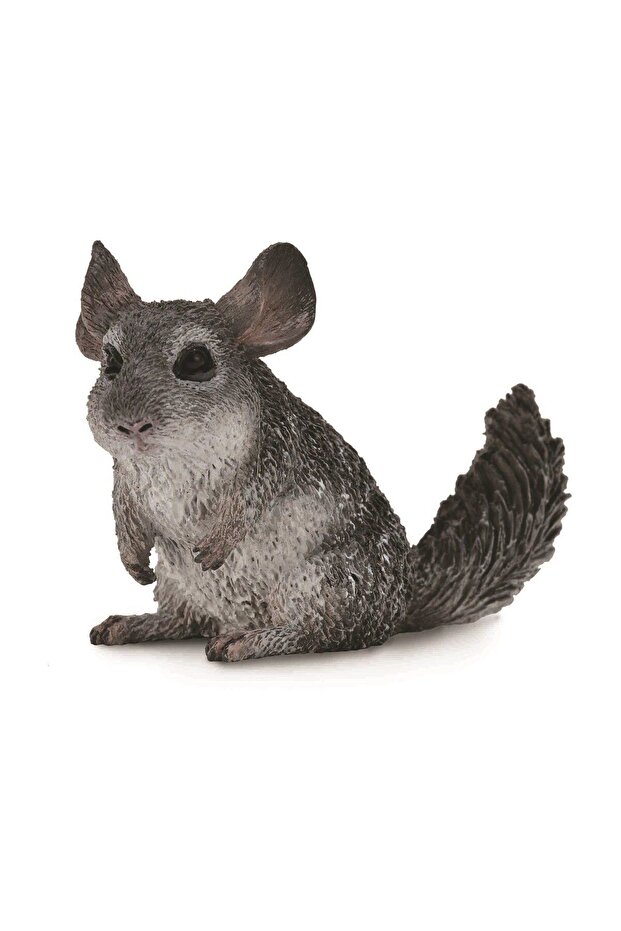 Chinchilla cu coadă lungă - 1