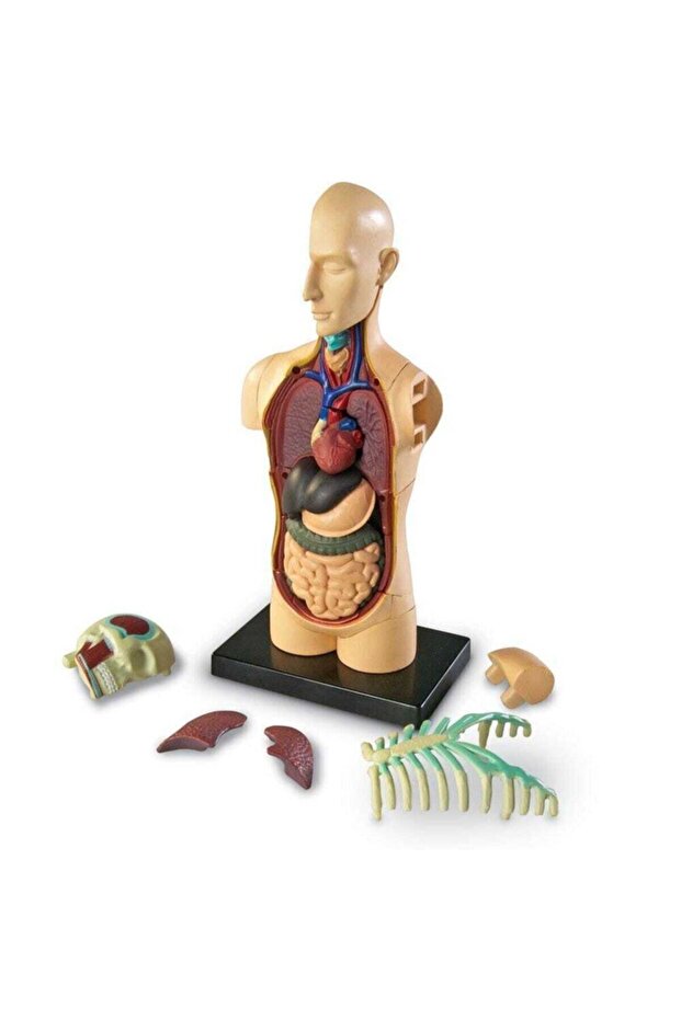 Model lidské anatomie - 3