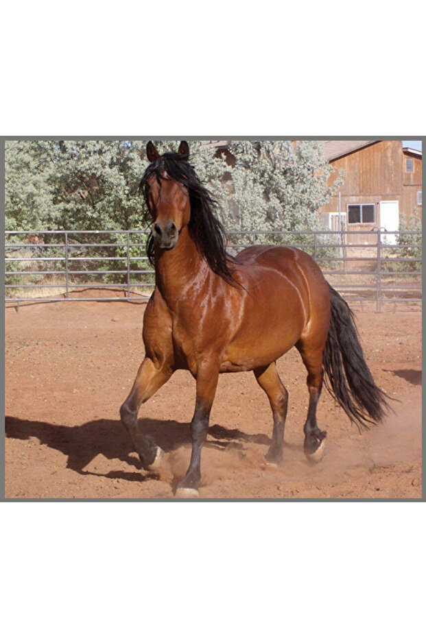 Proiector tip lanterna - Caluti - 3