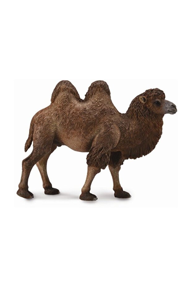 Divoký bactrian Devesi - 1