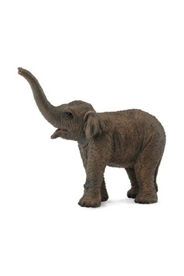 Pui de elefant asiatic - 1