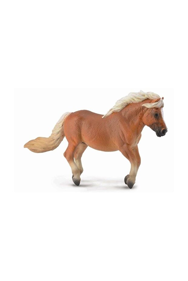 Πόνυ Σέτλαντ - 1