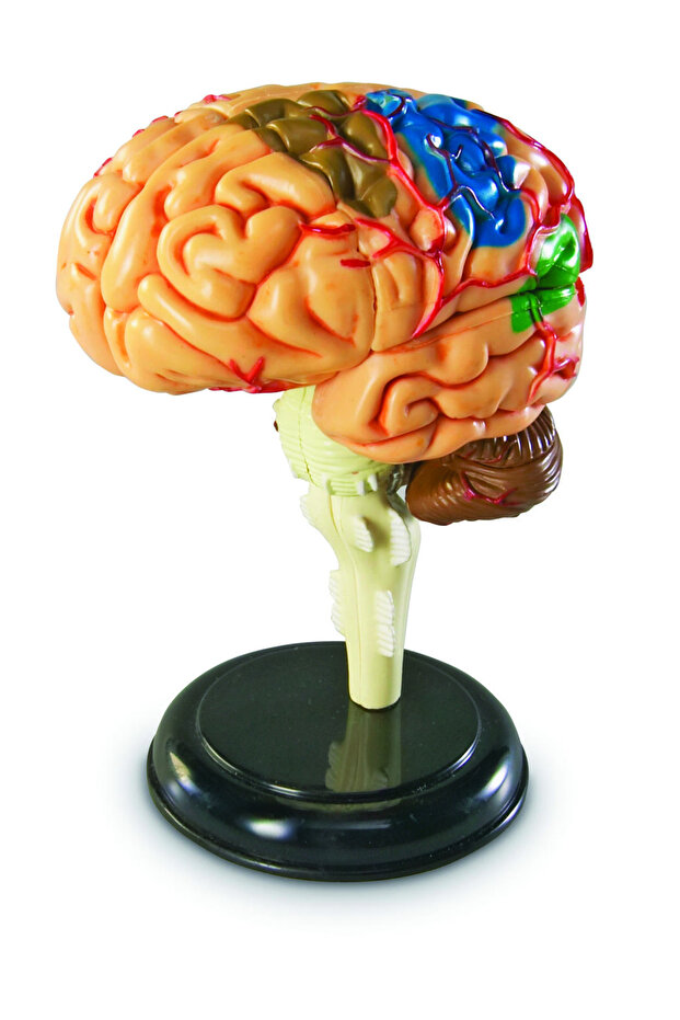 Human Brain Model - 4