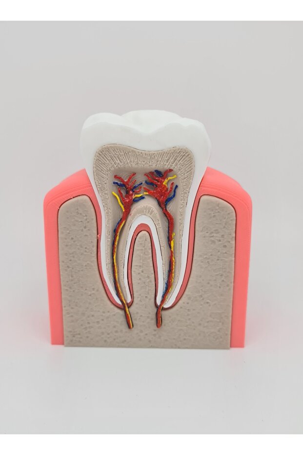 Dental Endodonti Modeli