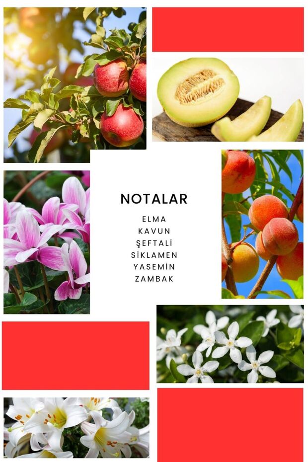 Cham Kadın Parfüm B074 - 50 ml - 2