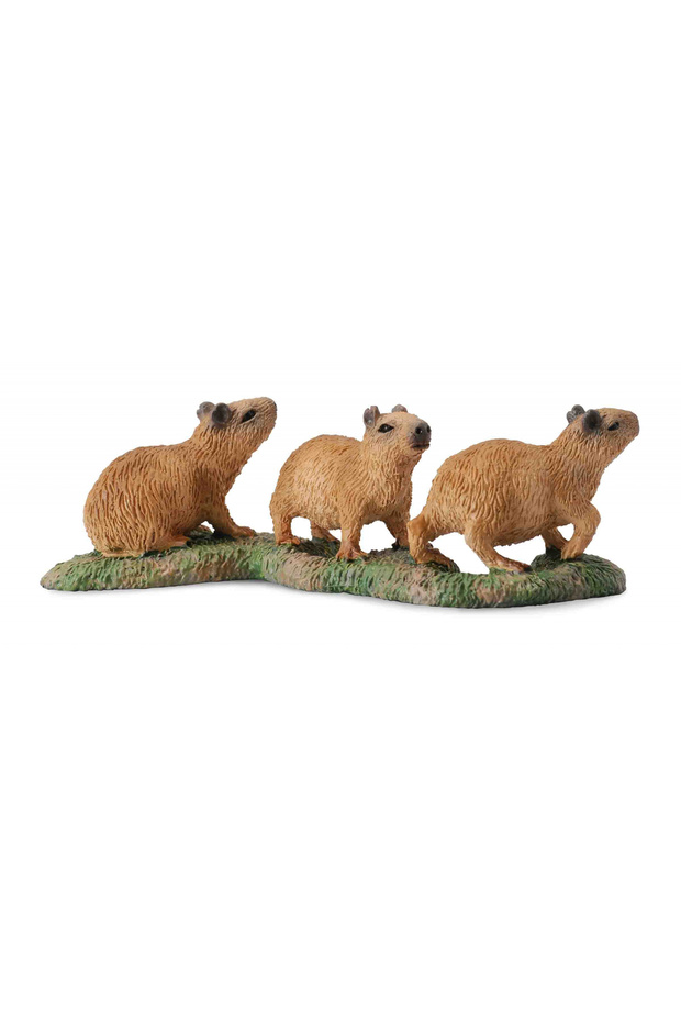 Capibara Pui- - 2