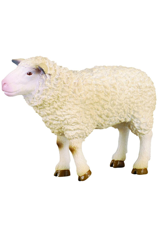 Oaie - 2