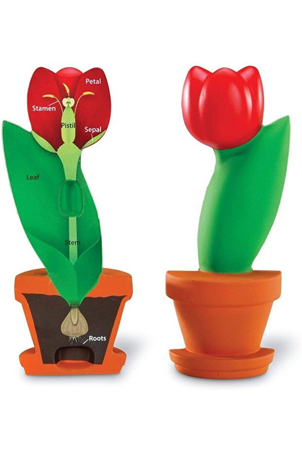 Soft Foam Flower Sectional Model - 1