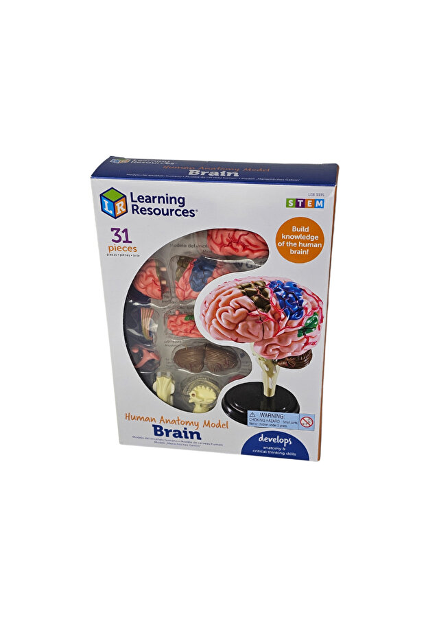 Human Brain Model - 2