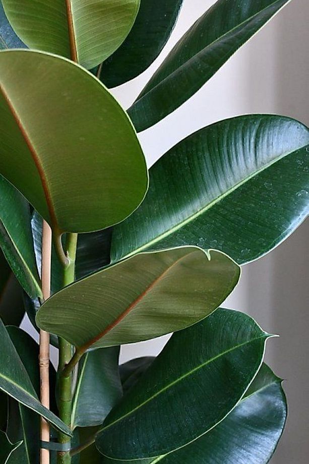 Kauçuk - Ficus Elastica Robusta Canlı Salon Bitkisi 80 - 100 cm - 3