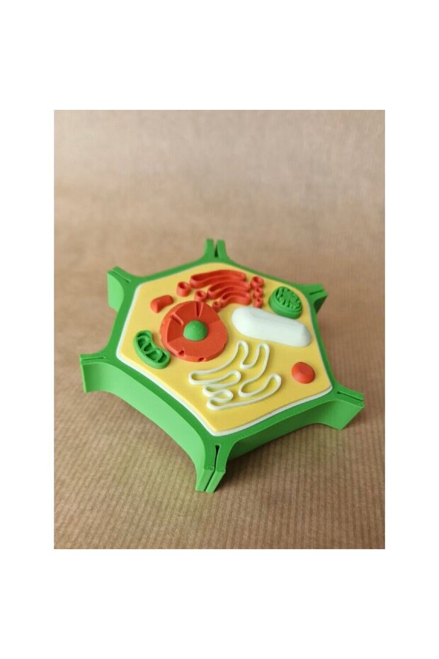 Bitki Hücresi Modeli - 2