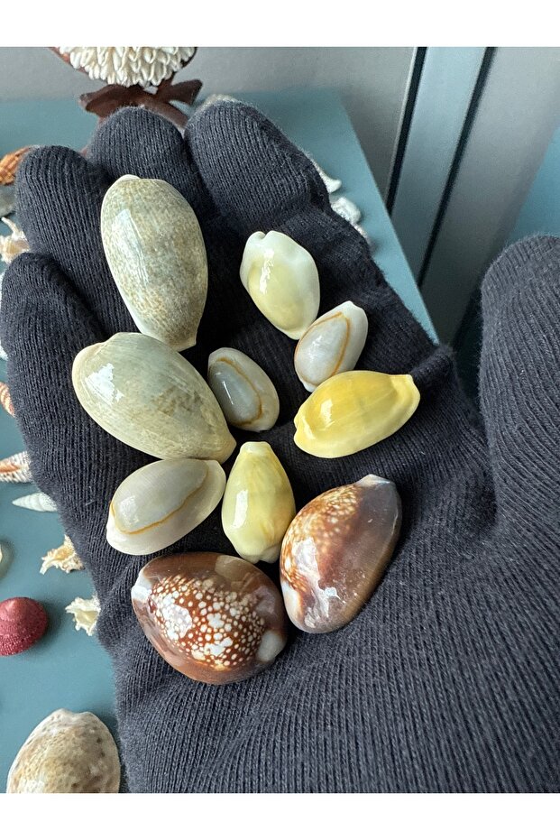 10 lu cowrie seti - 2