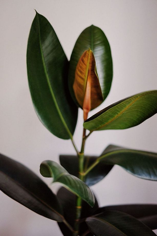 Kauçuk - Ficus Elastica Robusta Canlı Salon Bitkisi 80 - 100 cm - 2