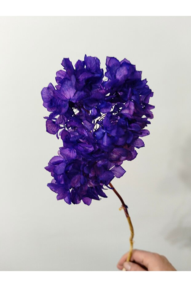 الكوبية المصدومة - 5