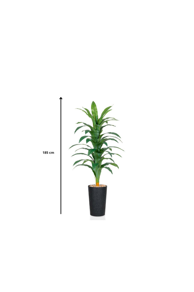 Dracaena - 2