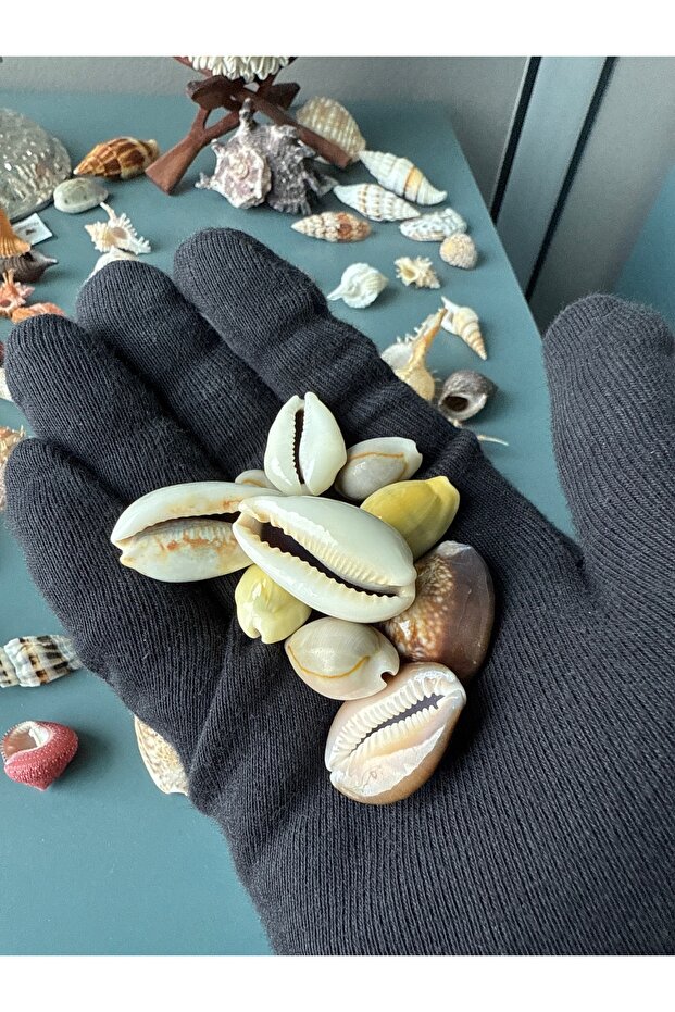 10 lu cowrie seti - 3