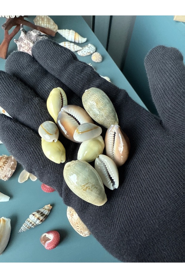 10 lu cowrie seti - 4