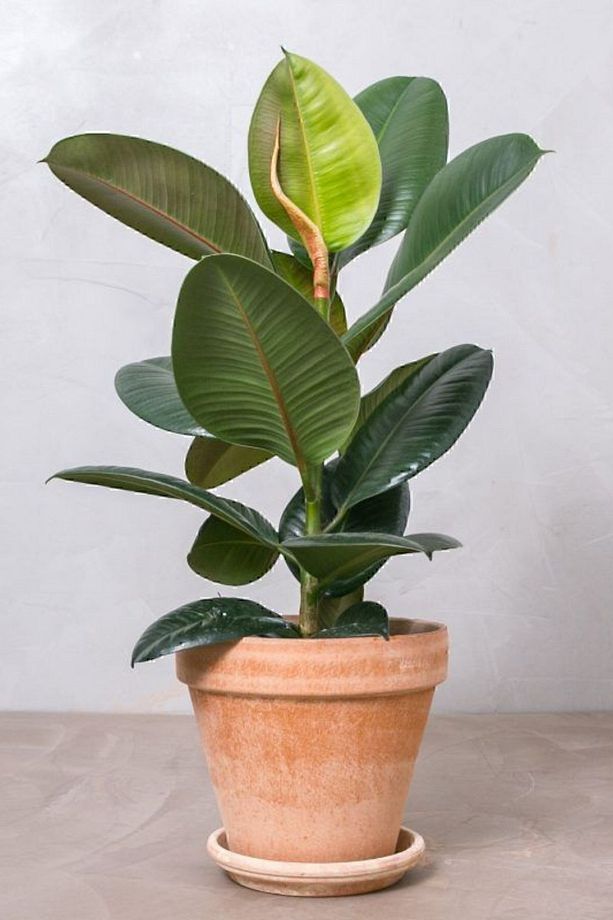 Kauçuk - Ficus Elastica Robusta Canlı Salon Bitkisi 80 - 100 cm - 1