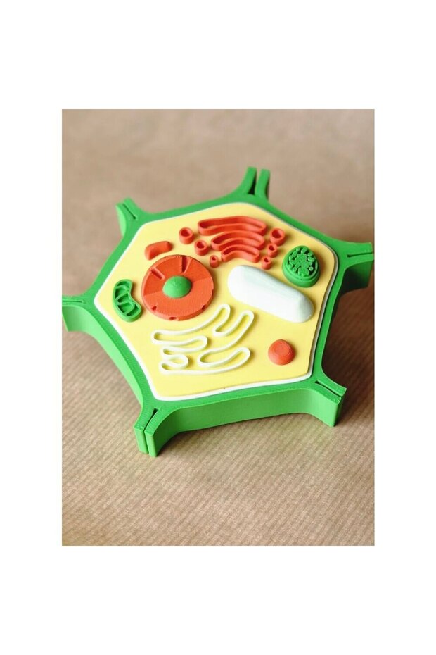 Bitki Hücresi Modeli - 1