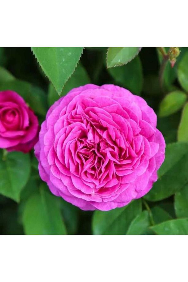 Pembe ısparta tüplü gül fidanı - 1