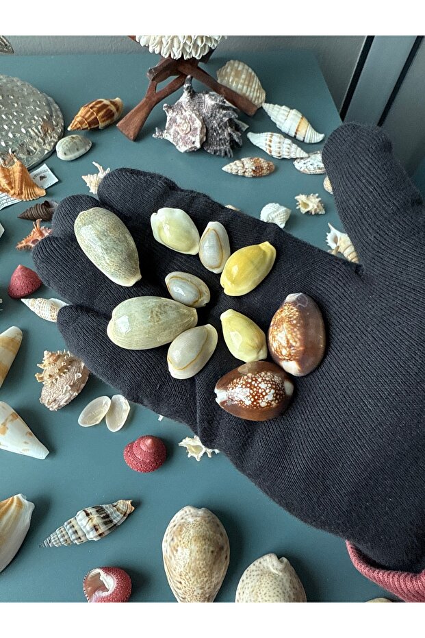 10 lu cowrie seti - 1