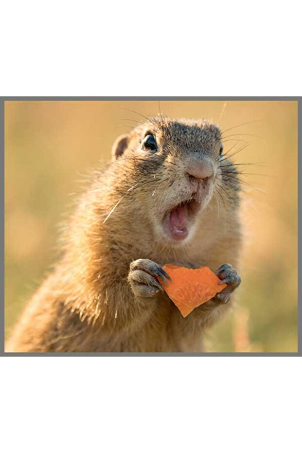 Flashlight projector - Fun with animals - 3