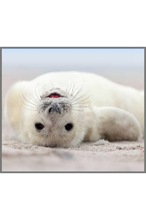 Flashlight projector - Fun with animals - 5