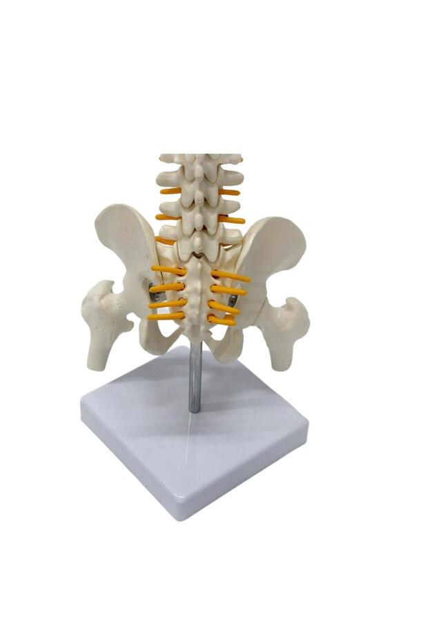 Omurga Maketi 45 Cm Model 13 - 2